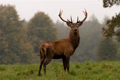 Meet All Six Species Of British Deer Discover Wildlife
