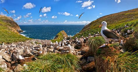 Falkland Islands Top Attractions Poseidon Expeditions Blog