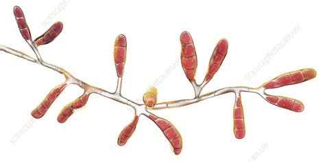 Dermatophyte Fungus Epidermophyton Floccosum Illustration Stock