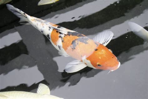 The koi fish feed on lettuce, algae, peas and even fruits. Koi vs. Carp: What's the Big Difference Between Them ...