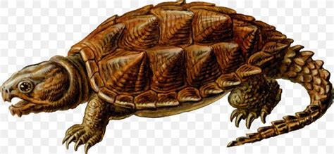 Common Snapping Turtle Alligator Snapping Turtle Clip Art Png