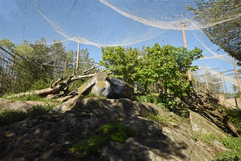 One Of Four Snow Leopard Enclosures Zoochat