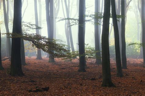 De 13 Mooiste Bossen Van Nederland Cameranu