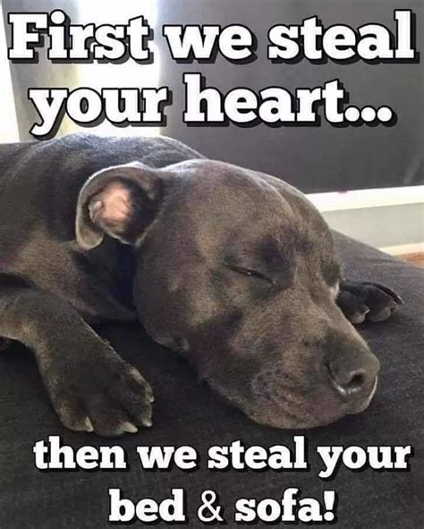 So True 💖💞 Pitbull I Love Dogs Pitbull Quotes Dog Quotes