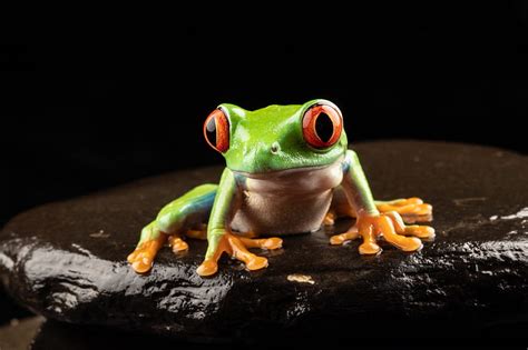 Frogs Red Eyed Tree Frog Hd Wallpaper Peakpx