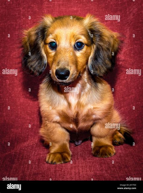 Long Haired Dachshund Dog High Resolution Stock Photography And Images