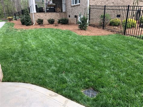 Whats The Best Time To Plant Fescue Grass Turf Connections