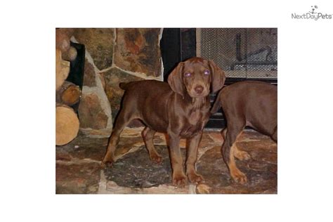 Vizsla puppies for sale, vizsla puppies available, illinois breeders, breeder, peter welcome to vizslapuppies.net. Vizsla for sale for $450, near Amarillo, Texas. c894c33f-5cb1