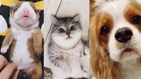 Cute cats and dogs videos. Aww -😂Funny Cute baby animals cat and dog Videos ...