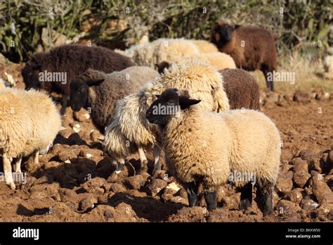 Domestic Sheep Ovis Aries Ruminant Mammal Stock Photo Alamy