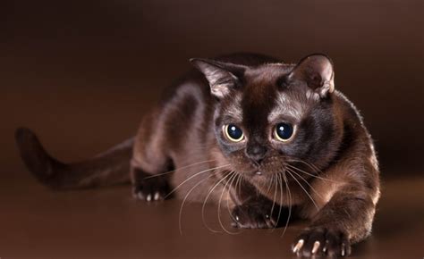 7 Rare and Beautiful Cat Colors – Meowingtons