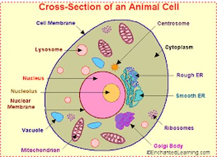 Animal cells can't do that, although they do have other traits that are commonly shared. Animal Cell - Cells-They're Made Of Organelles