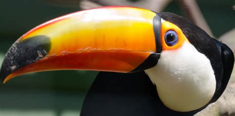 Toucans Information On How To Care For Your Pet Bird