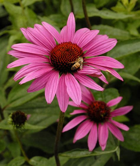 Echinacea Purpurea Ruby Star Stonehouse Nursery