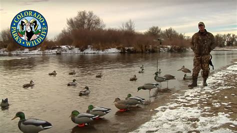 Duck Decoy Strategies Colorado Rig Youtube