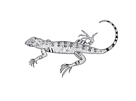 All of our coloring pages and sheets are free and easy to print! Free Printable Lizard Coloring Pages For Kids
