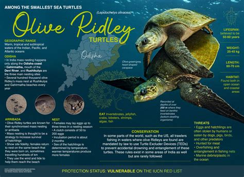 Olive Ridley Turtle Facts Diet Habitat