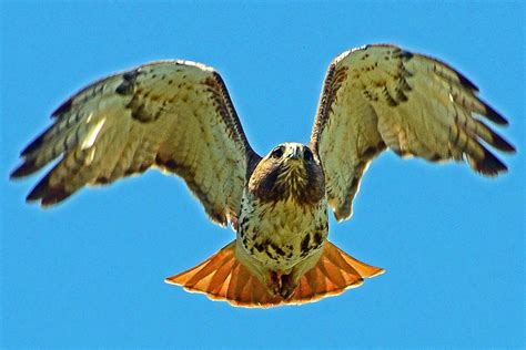 Types Of Birds Of Prey