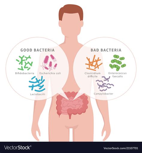 Good Bacteria And Bad In Human Intestines Vector Image