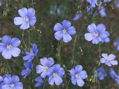 50 Seeds Blue Flax Wildflower Seeds Linum Perenneexcellent Etsy Canada