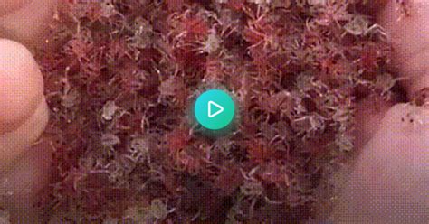 This Is What Millions Of Crabs Looks Like Nature Awesomeness Album On Imgur