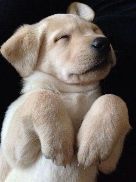15 Cute Labrador Puppies Make You Smile