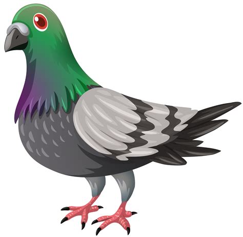 Pigeon Clipart Pigeon Transparent Free For Download On Webstockreview 2022