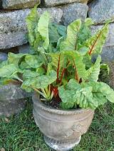 How To Harvest Swiss Chard From Garden Pictures