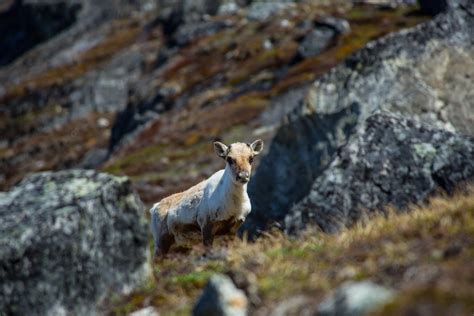 Wildlife In Greenland Land Mammals Visit Greenland
