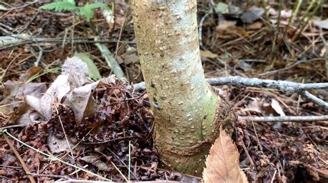 Maine Ash Trees Identifying The 3 Ash Species Found In Maine
