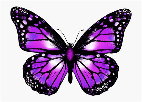 Butterfly Png Vector Image Transparent Background Purple Purple