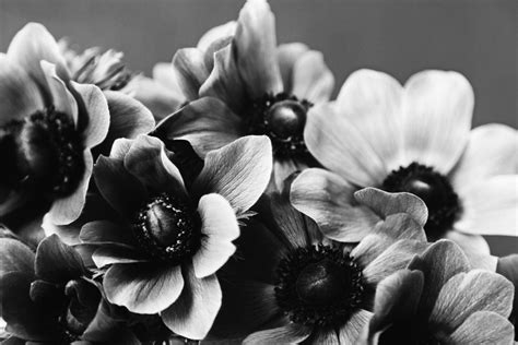 Free Images Dark Anemone Black And White Flowers Bouquet Flower