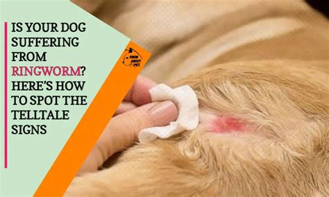 Is Your Dog Suffering From Ringworm Heres How To Spot The Telltale