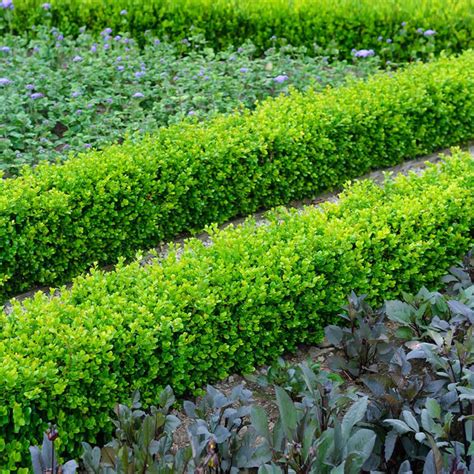 English Boxwoods For Sale