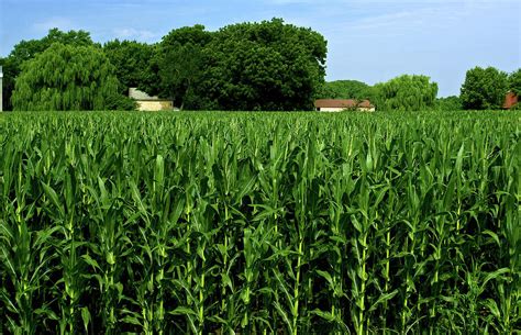 Usa Kansas Corn Field Digital Art By Claudia Uripos