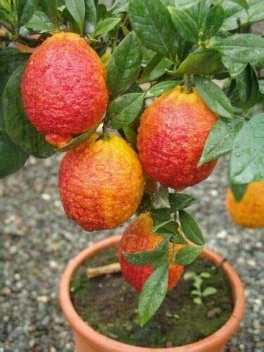 Limone Rossocitrus Limonimedica Pigmentata Pianta Di Agrumi Di
