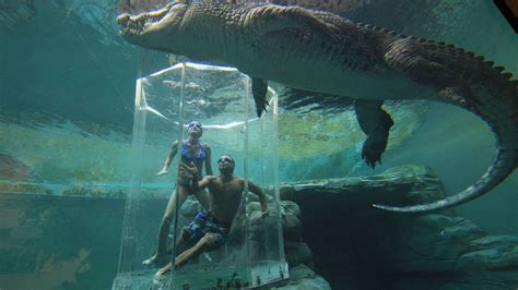 Cage Of Death Crocosaurus Cove Crocodile Park Darwin Australia