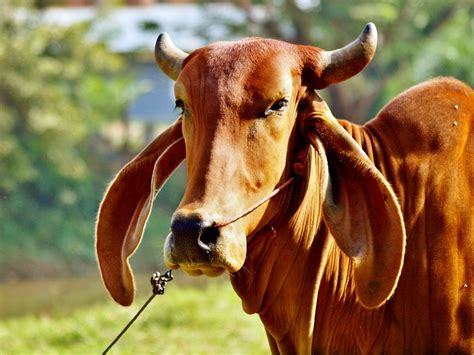 Brahman Cow Ears Bovine Thailand A Photo On Flickriver