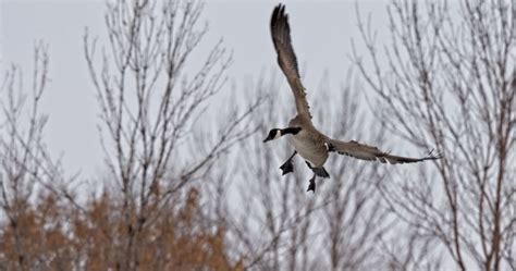 Mike’s Monday Outlook Staying Cool In Winnipeg With More Snow On The Way Winnipeg Globalnews Ca