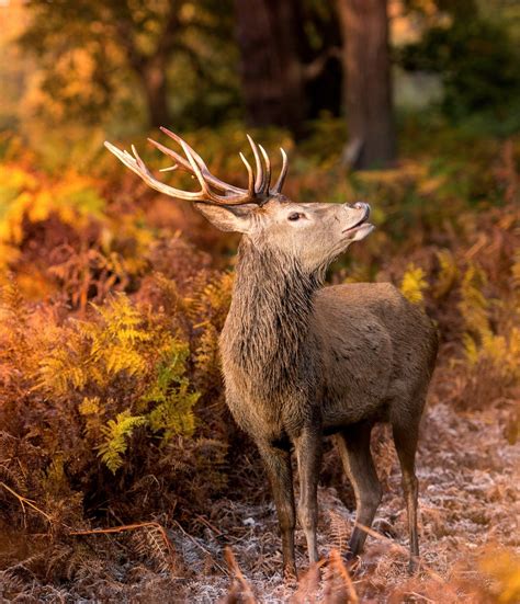 Superb Nature — Beautiful Wildlife Am I Handsome By Inguna Wild