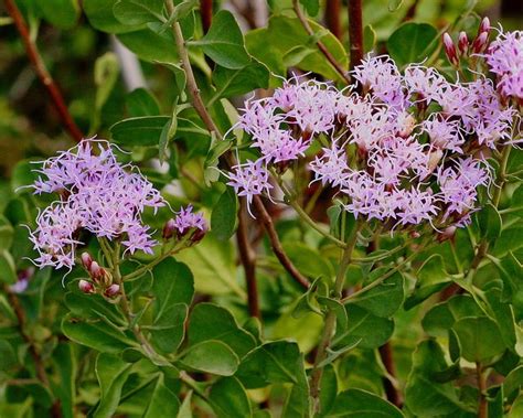 These are also a great plant in hanging baskets. Garberia (Garberia heterophylla). Drought tolerant, full ...