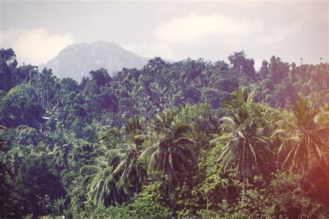 Sri Lanka Tropical Forest Stock Photo Image Of Beautiful 66427060