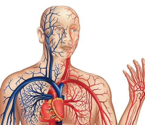 What Are The Different Organs In The Circulatory System