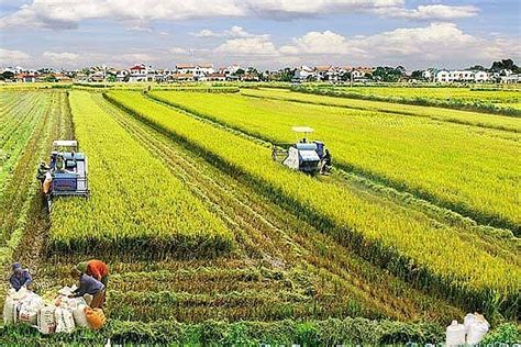 vấn đề phát triển nông nghiệp nông dân nông thôn trong nền kinh tế thị trường định hướng xã