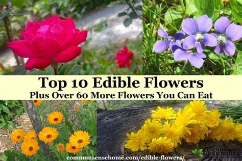 For example, carrots are high in vitamin a, while spinach is high in folate. Top 10 Edible Flowers Plus Over 60 More Flowers You Can Eat