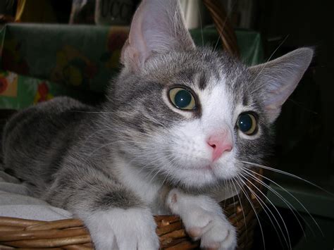 Free Images Cute Pet Kitten Gray Smile Nose