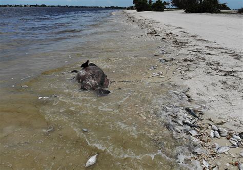 Red Tide In Miami Map Of Florida Beaches Impacted By Toxic Algae Grows