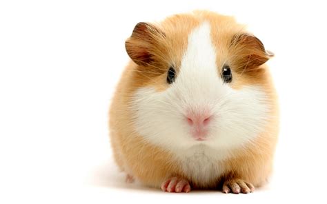 Free Download Hamster Wallpapers Best Wallpapers 2560x1600 For Your