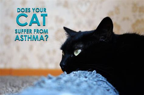 See full list on vet.cornell.edu Is your cat suffering from feline asthma? | Allivet Pet ...