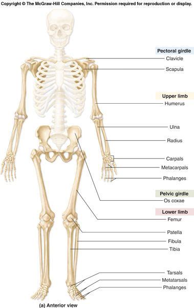 While we talk concerning upper limb labeling worksheet, we already collected several similar photos to give you more ideas. appendicular skeleton | APPENDICULAR SKELETON: P. 219-249 ...